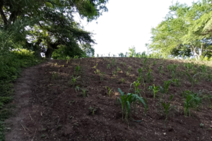 Maíz con uso de Agroquímicos